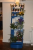 flower festival.